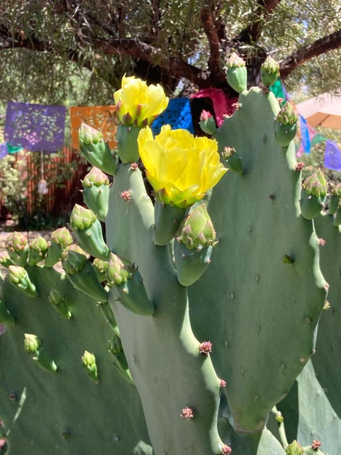 Casa Azul - Cute Centrally Located Adobe With Large Fenced Outdoor Living For Pets And Adults, Non-Smoking Tucson Zewnętrze zdjęcie